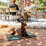 A dog laying on a Ponderosa Pine My Place dog bed with a group of people sitting at a table chatting in the background