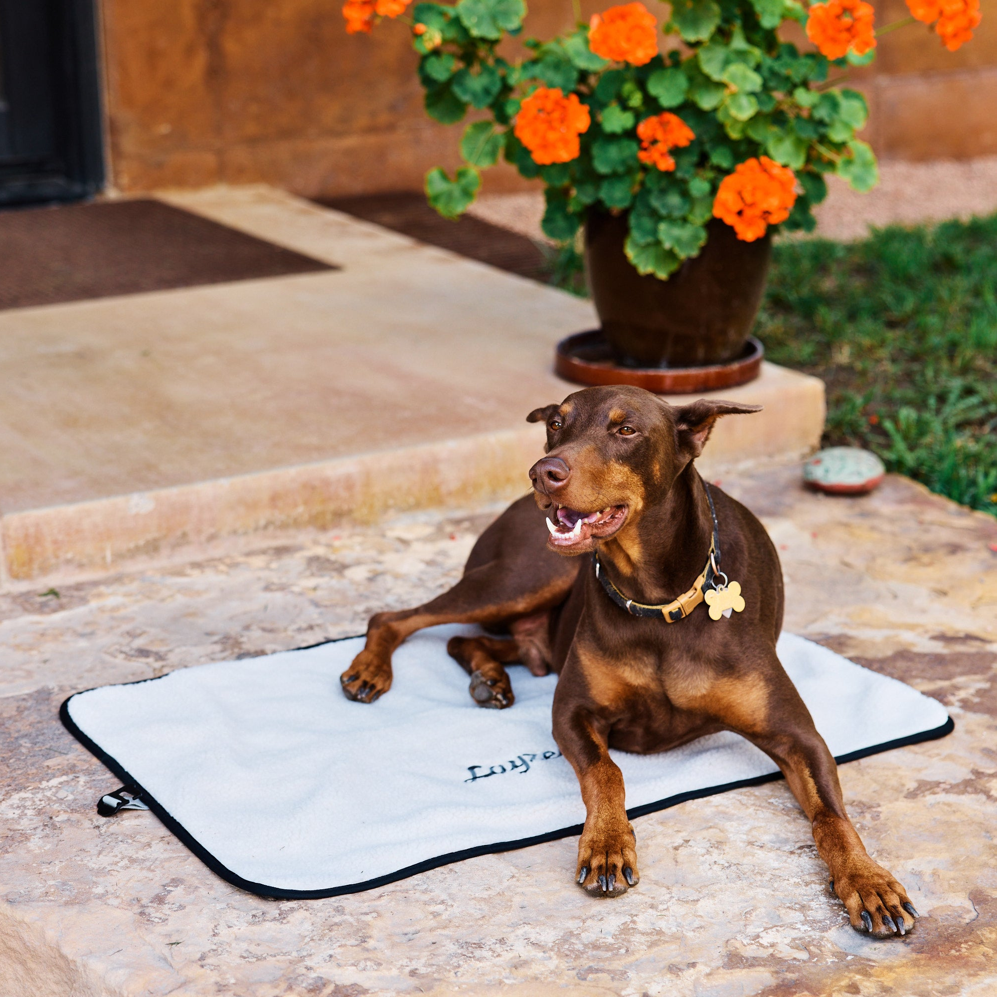 Dog lying on a Creme Brulee colored My Place dog bed with flowers in the background