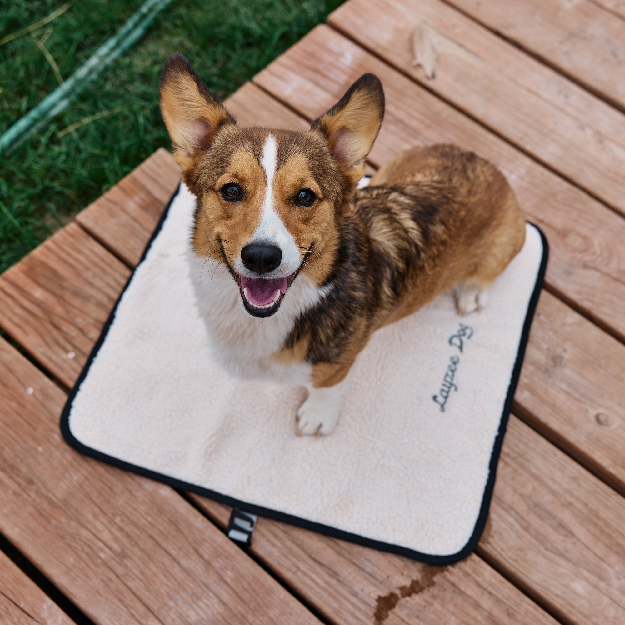 Dog lying on a My Place dog bed on a wooden surface