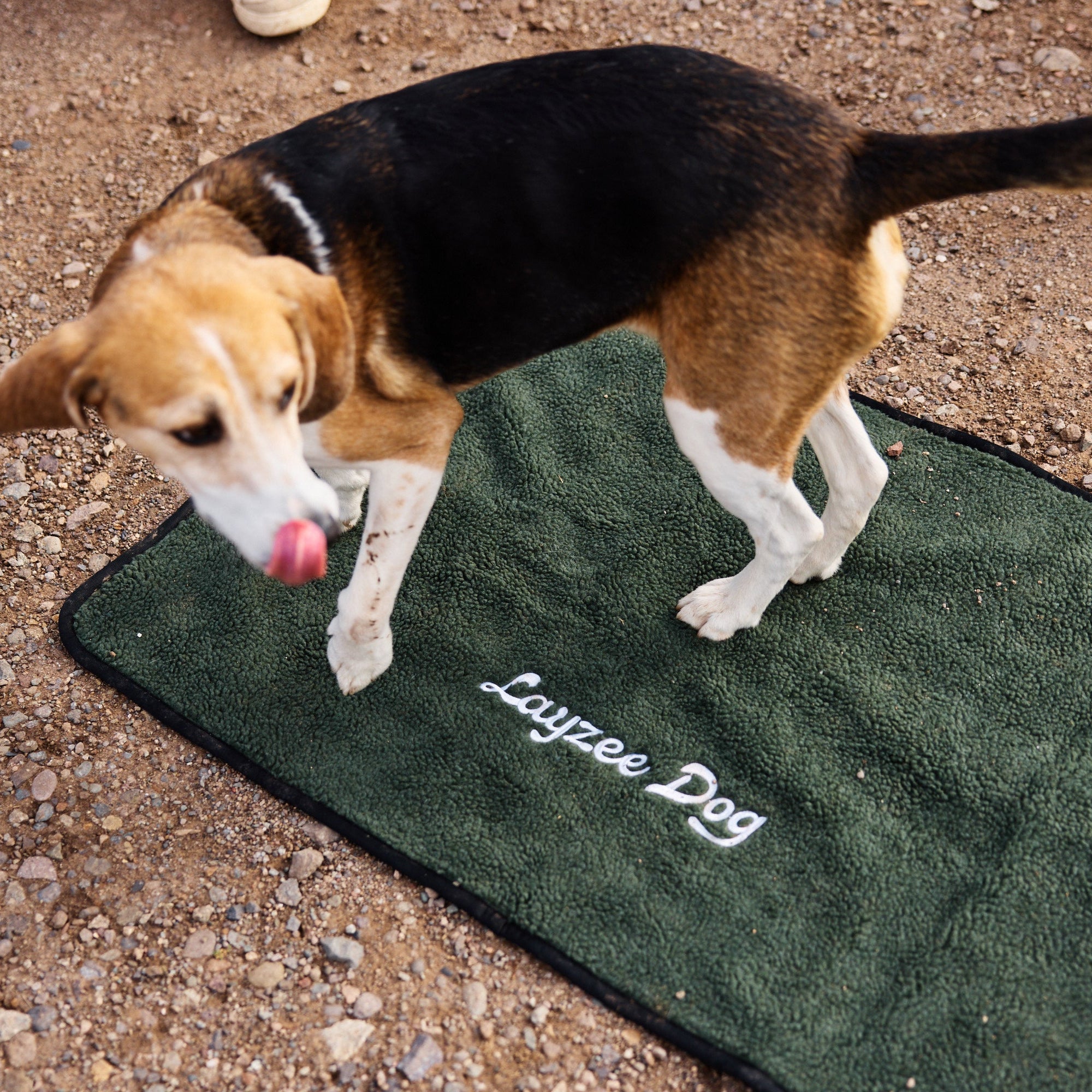 A dog walking on a Ponderosa Pine My Place dog bed