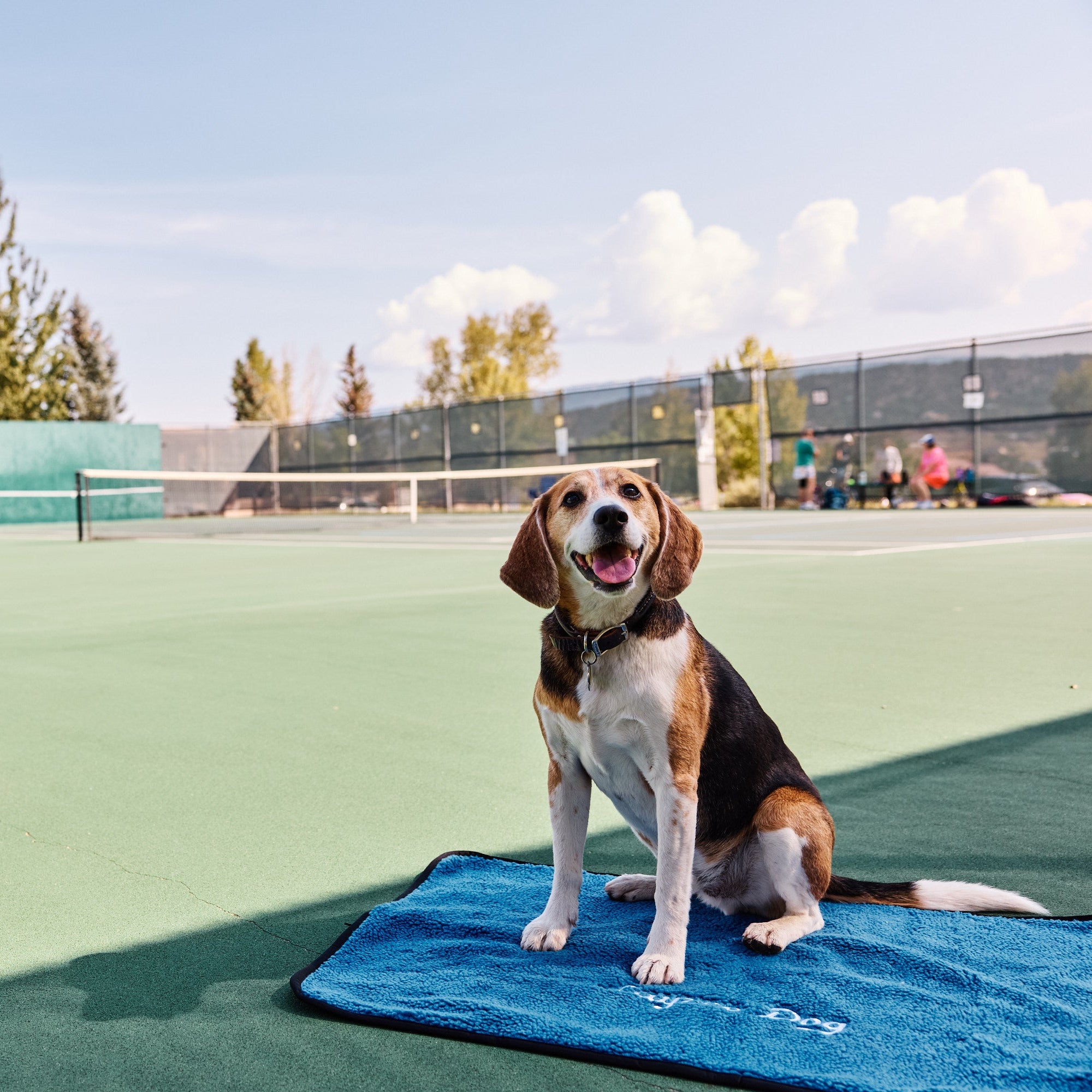 Dog sitting on a Colorado Sky My Place on a tennis court with trees and a clear sky in the background