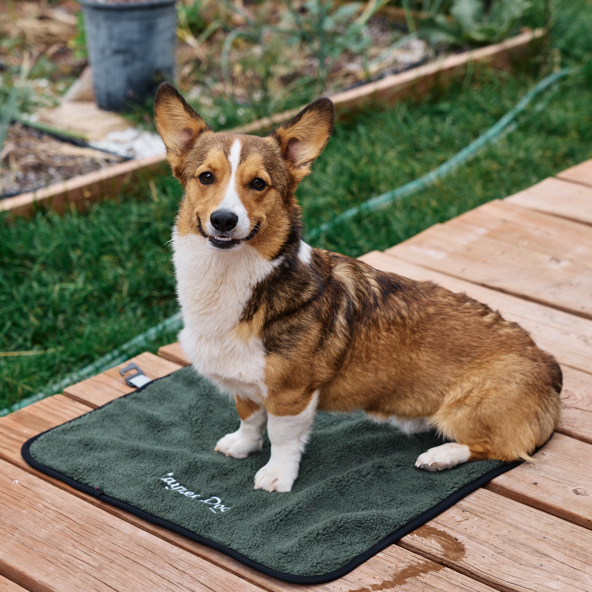 A Corgi sitting on a Ponderosa Pine My Place dog bed on a wooden deck with grass in the background