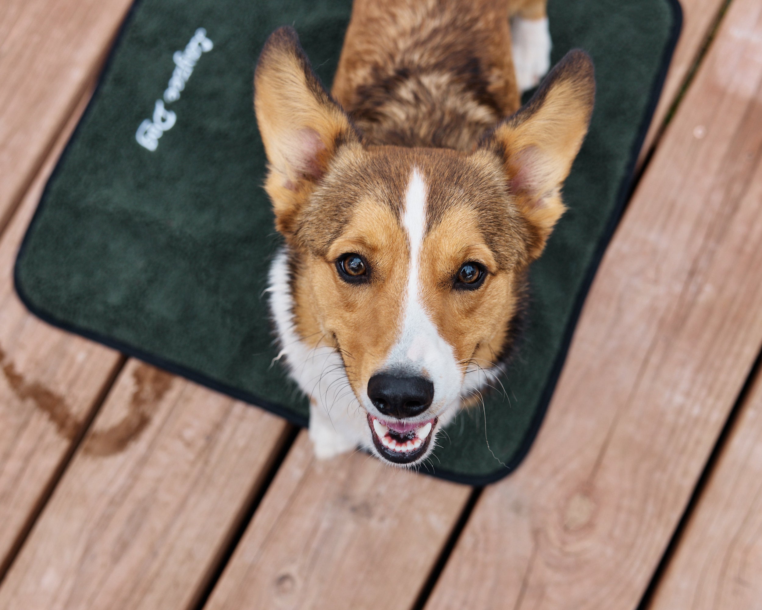 A Corgi sitting on a Ponderosa Pine My Place portable dog bed looking up at the camera