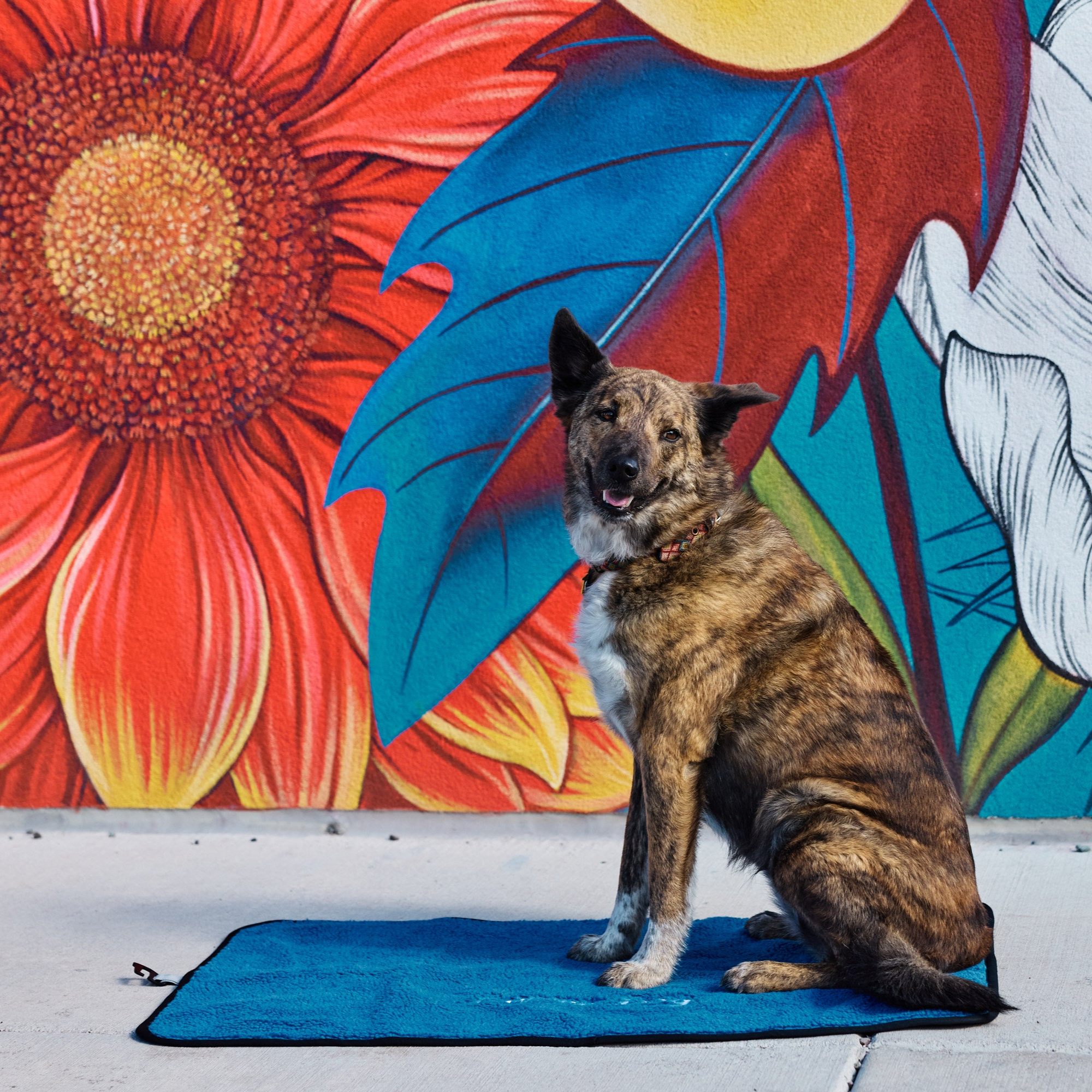 Dog sitting on a Colorado Sky My Place in front of a colorful floral mural