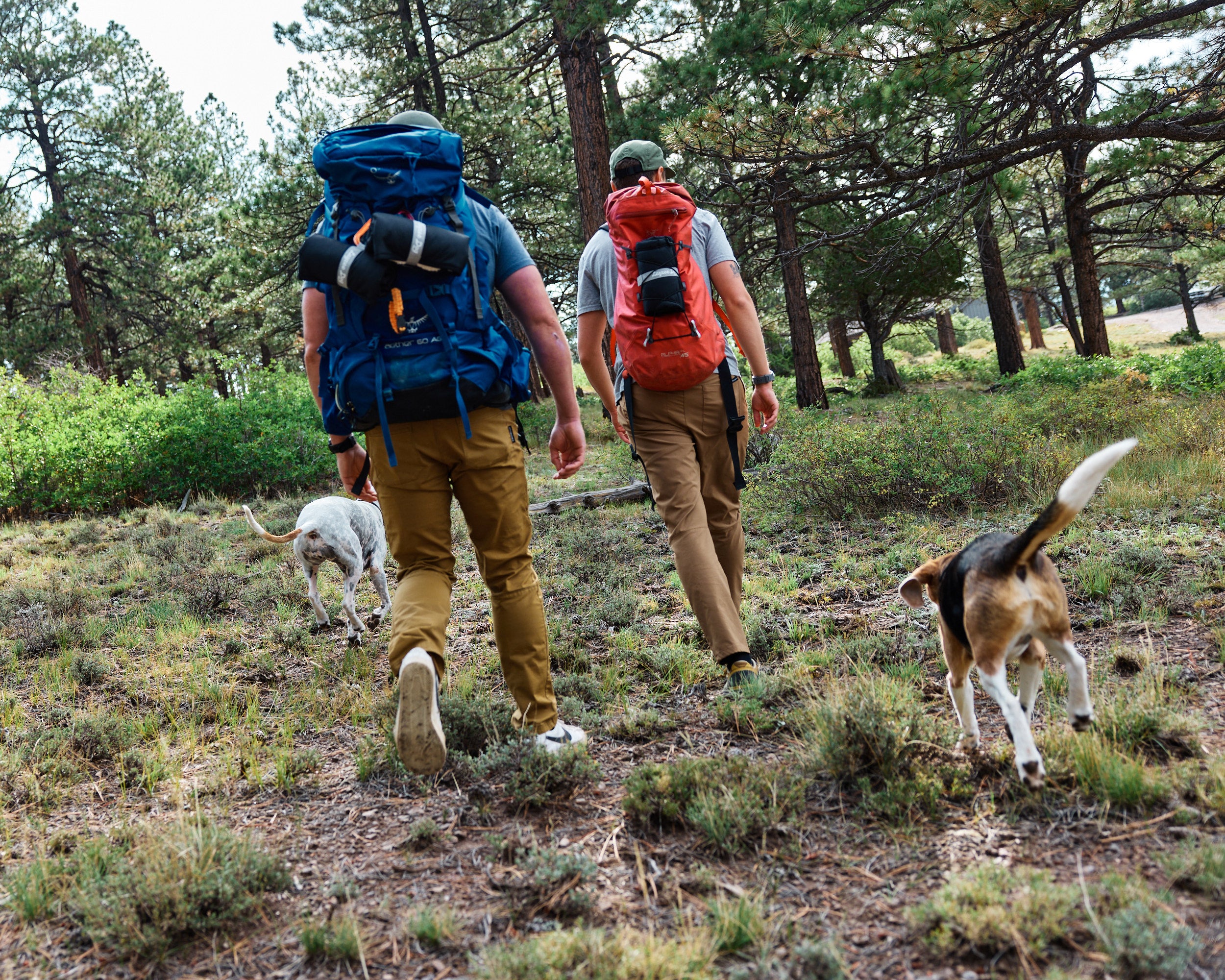 2 people hiking and backpacking and hiking with the ultralight my place dog bed clipped to their backpacks.