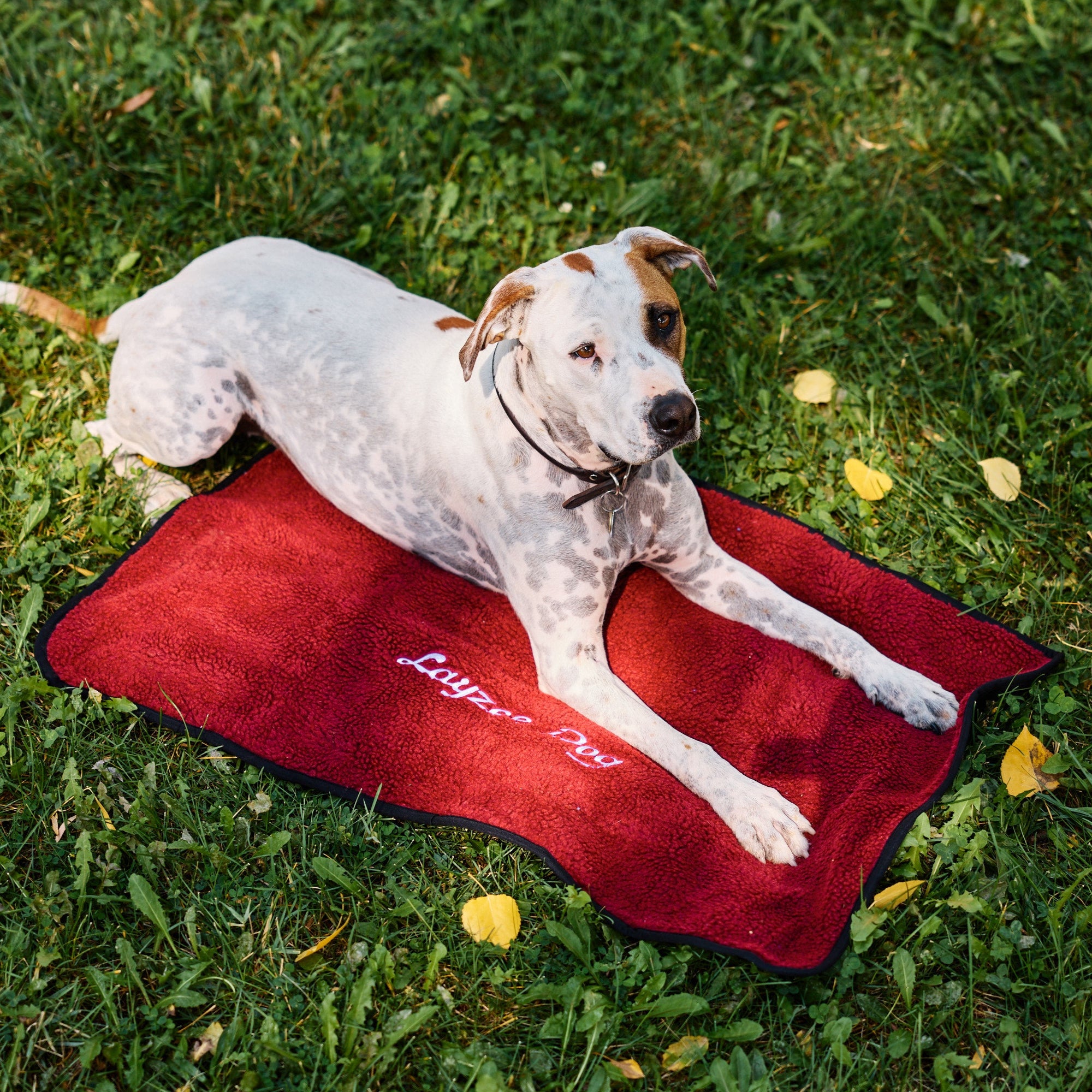 A dog laying on a large pinot noir My Place portable dog bed in the grass
