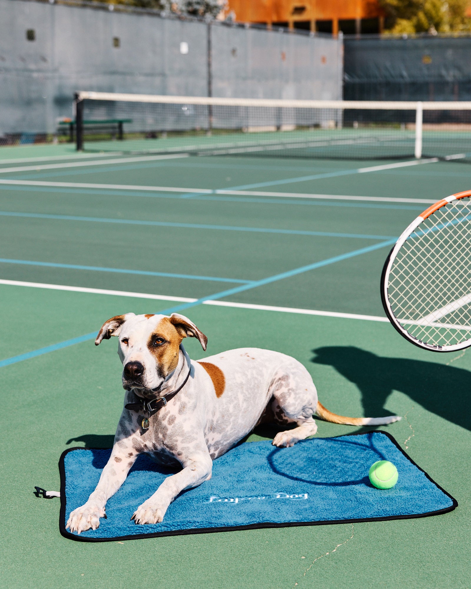 Dog lying on a blue mat with a tennis racket and ball on a tennis court